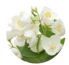 白色花香（洗衣液）