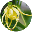 馨香依兰