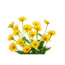 雏菊之梦